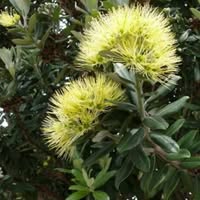 Norz Page's profile image