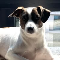 Alex Nieto's profile image