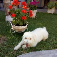 Gloria Rodríguez Hernández's profile image