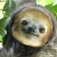 Laurent's profile image