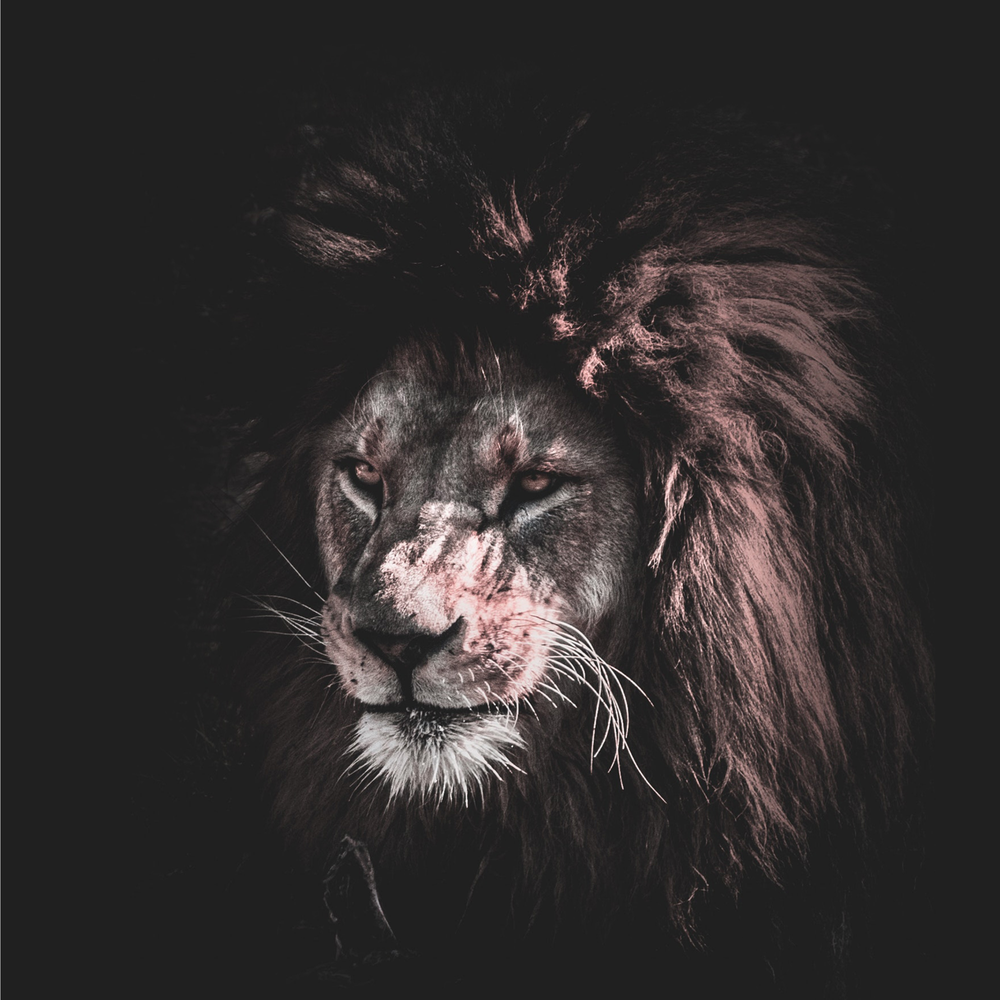Draco M.'s profile image