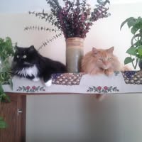 Tami Butler's profile image