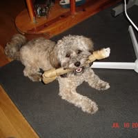 Alice Faerber's profile image