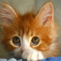Sharon Jourdan's profile image