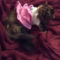 Constance Petunia's profile image