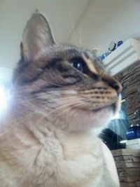 Izumi Y.'s profile image