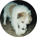 Kris Olsen's Profile Image