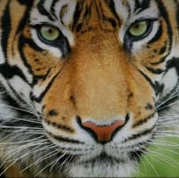 Michael George's profile image