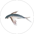 Iris Haman's Profile Image