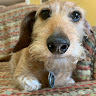 Chip A.'s profile image