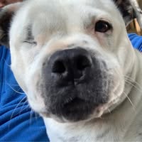 Tahnee King's profile image