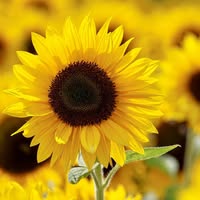 Linda Gartley Boone's profile image