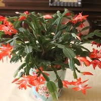 Gerri Gerling's profile image
