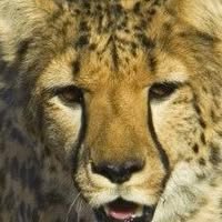 Deirdre Jones's profile image