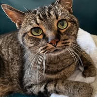 Kim Trevean Millman's profile image