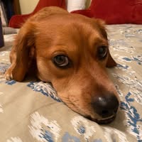 Fred 'Ski' Ludwikowski's profile image