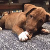 Forrest Ann Reynolds's profile image