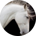 Pamela Fedrizzi's Profile Image