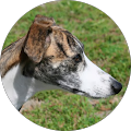 Profile Photo of Sharon Johnson