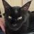 Sharlene Mugridge's profile image