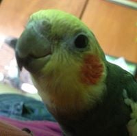 Sherry O.'s profile image