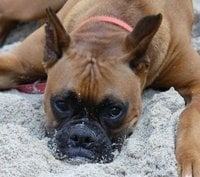 Majel A.'s profile image