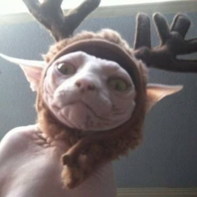 Sammi G.'s profile image