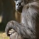 Gianni Sciacca's profile image