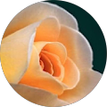 E B's Profile Image