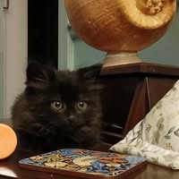 Carolann Thomson's profile image