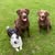 Trish Neel-Wilson's profile image