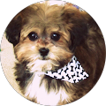Cynthia Sari's Profile Image