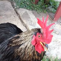 Bailey Ray's profile image