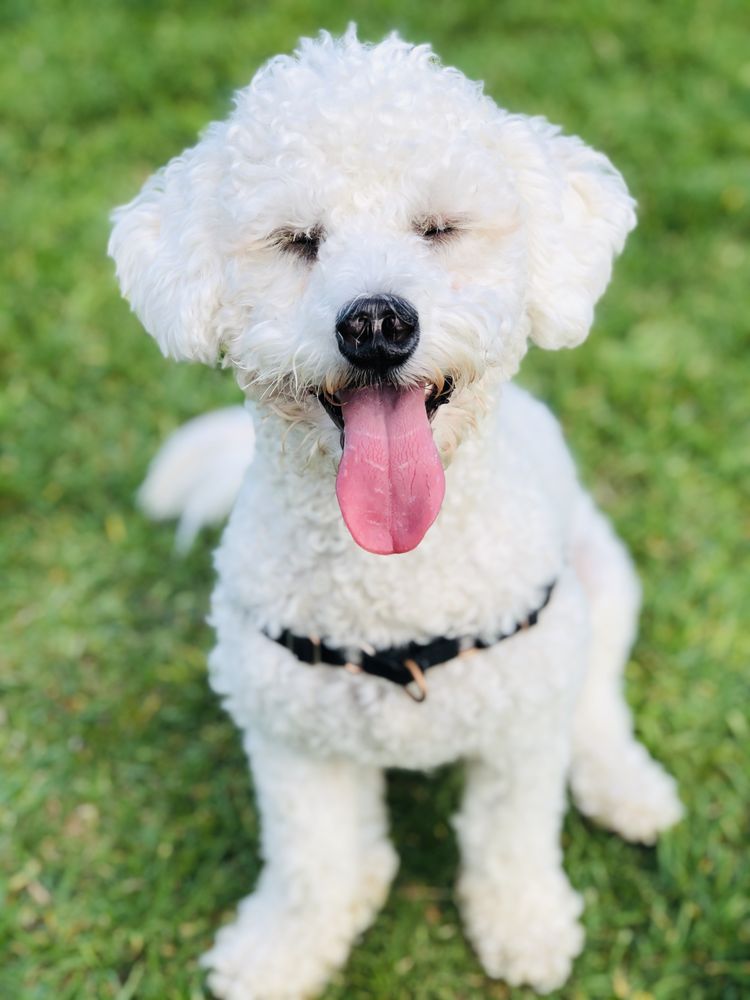 Rosa A.'s profile image