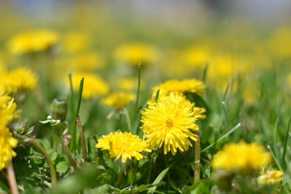 Lily M.'s profile image