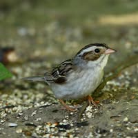 Barb Sponseller's profile image