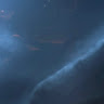 4a's profile image