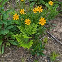 Margaret Dinkel's profile image