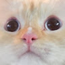 ICE D.'s profile image