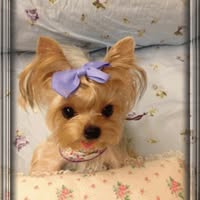Princess Victoria's profile image