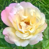 Sherri Peck's profile image