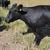 Demond Spiller's profile image