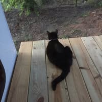 Deborah Dresch's profile image