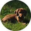 Ann Uhlig's Profile Image