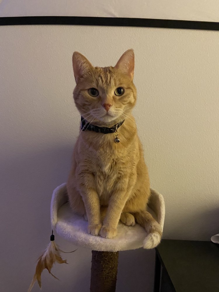 Katie L.'s profile image