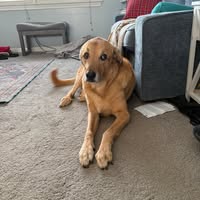 Laura Mcculloch's profile image