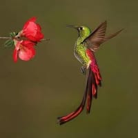 Linda Mendes Williams's profile image