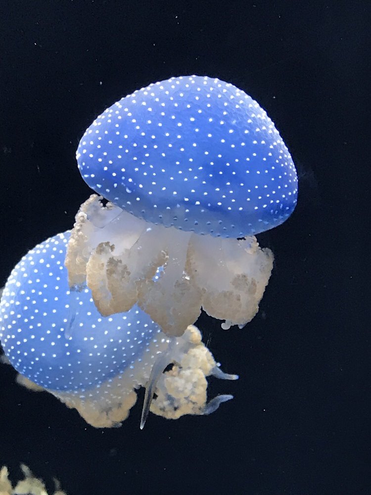 Melissa S.'s profile image