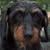 David Huffman's profile image