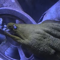 JoyScarlett Douglas's profile image